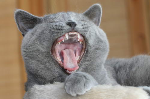 MÃ¼de Katze