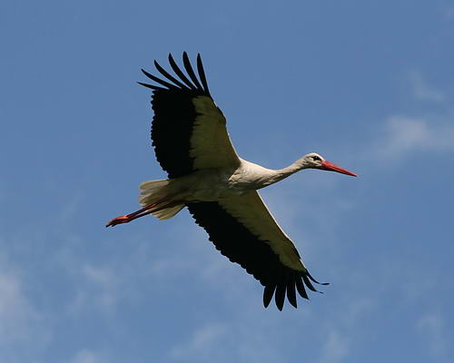 Storch