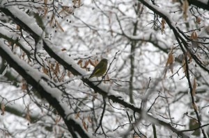 Winter in Berlin 