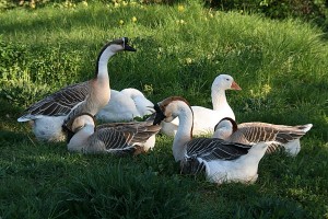 Gänsegruppe Gänsegruppe