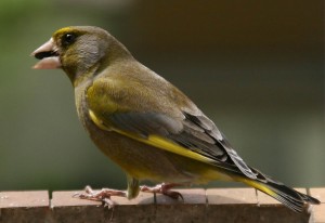 GrÃ¼nfink - MÃ¤nnchen