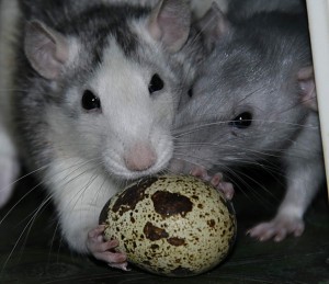 Osterfreuden - Ratten mit Wachtelei
