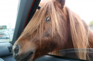 Pferdchen, interessiert am Auto und an den Menschen im Auto