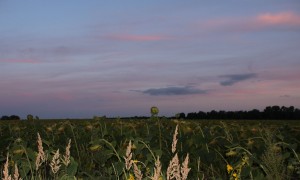 Sonnenblumen am Abend - Sommerende