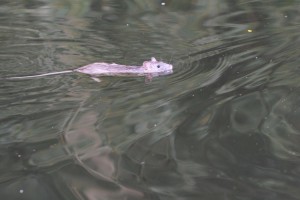 Schwimmende Ratte