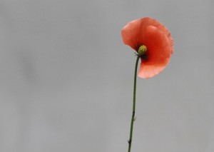 Mitten in der Stadt - Mohn