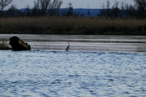 Reiher im Grenzgebiet - an der Oder