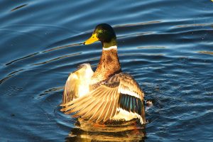 Die goldene Gans ist eine Ente