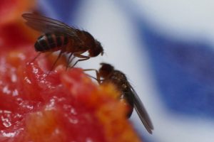 Fruchtfliegen im GesprÃ¤ch