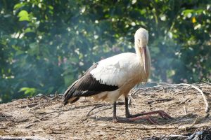 Storch im Nest - knieend