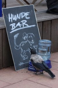 Hundebar