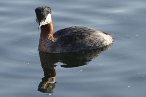 Rothalstaucher