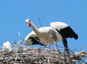 Herr Storch