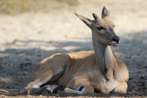 Antilope (Kalb)