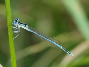 Libelle