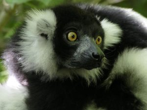 SchwarzweiÃŸer Vari (Varecia variegata)