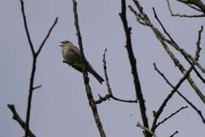 Sanfte Sängerin - Lerche