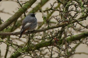 Stunde der Wintervögel 2019 - Gartenrotschwanz sauf dem Hinterhof