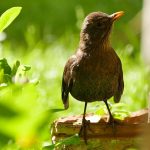 Blackbird - women in brown - Amsel