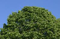 06-05-17-pre-bfc-045